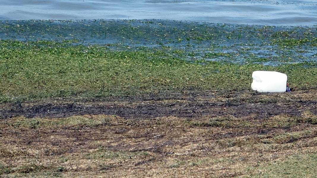 Eğirdir Gölü'nün bölünmesine 1 kilometre kaldı! Binlerce ölü su salyangozu karaya vurdu 13